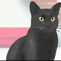 Identificando um gato de bombaim
