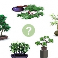 Cultivando uma árvore bonsai