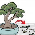 Poda de um bonsai