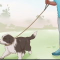 Treinando um filhote de border collie