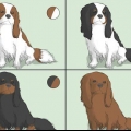 Escolhendo um cavalier king charles spaniel
