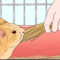 Alimentando um porquinho da índia