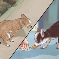 Potty treinando um chihuahua