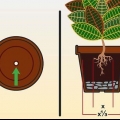 Cuidando de um croton
