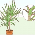 Cuidando de uma dracaena
