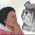 Criando um schnauzer miniatura