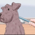 Aparar um schnauzer miniatura