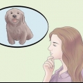 Criando um cachorrinho equilibrado