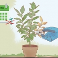 Poda de ficus