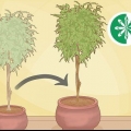 Replantar uma árvore de ficus