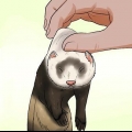 Treinando um furão para não morder