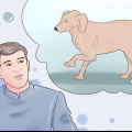 Como curar um ligamento cruzado anterior rompido em um cão sem cirurgia
