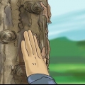 Reconhecendo um maple comum