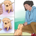 Treinando um filhote de golden retriever