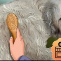 Preparando um goldendoodle
