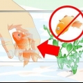 Ressuscite um peixinho dourado