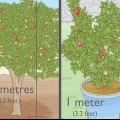 Plantando uma árvore de romã