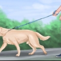Acalmar um grande cão brincalhão