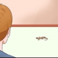 Pegar um lagarto sem usar as mãos
