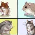 Escolhendo um hamster