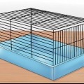 Domar um hamster