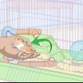 Ensinar truques a um hamster