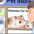 Cuidando de um hamster