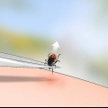 Identificando um carrapato de veado