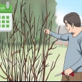 Poda de uma planta de hibisco