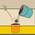 Cuidando de uma planta de hibisco
