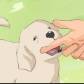 Como destreinar um cachorro para morder