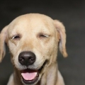 Como fazer um cachorro parar de pular nas pessoas
