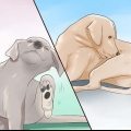 Verificando um cão para micose