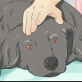 Ajudando um cachorro moribundo