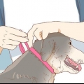 Impedir um cão de lamber uma ferida