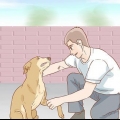 Ajudando um cão a se recuperar de uma perna quebrada