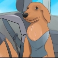Acalmar um cachorro que está nervoso no carro