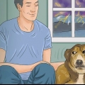 Acalmar um cão durante uma tempestade