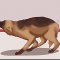 Acalmar um cão