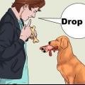 Ensinando um cachorro a pegar