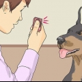 Ensinando um cachorro a sorrir