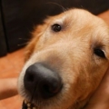 Massageando um cachorro
