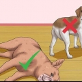 Esfregando a barriga de um cachorro
