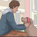 Passeando com um cachorro