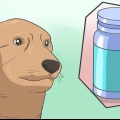 Anestesiar com segurança um cão