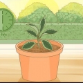 Cuidando de uma planta hoya