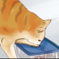 Colocar um gatinho hiperativo para dormir