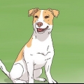 Escolhendo um filhote de jack russell