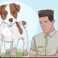 Mantendo um jack russell terrier feliz
