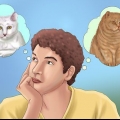 Adote um gato
